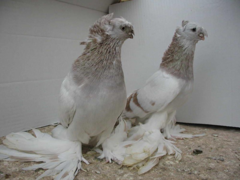 זנים של גזעי יונים