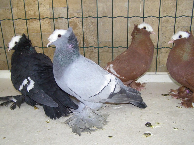 איך יונה חיה?