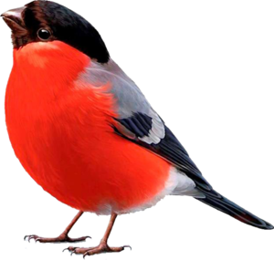 הכל על בולפינשים