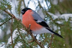 אופיים של בולפינקים חוצצי שור הם ציפורים אדומות חזה.
