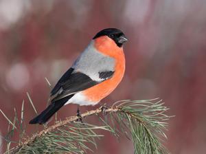 תיאור של בולפינקים בית גידול של בולפינקים