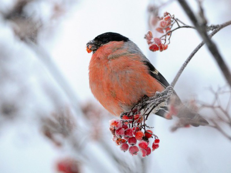 חוצצי שור בדרך כלל שוהים בלהקות קטנות. חוחיות על רקע טבעי