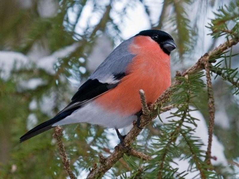 חוחית על ענף כמה זמן חי בולפין?