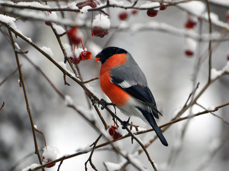 חוחית על עץ ליבנה מה אוכל הבור-חיץ?