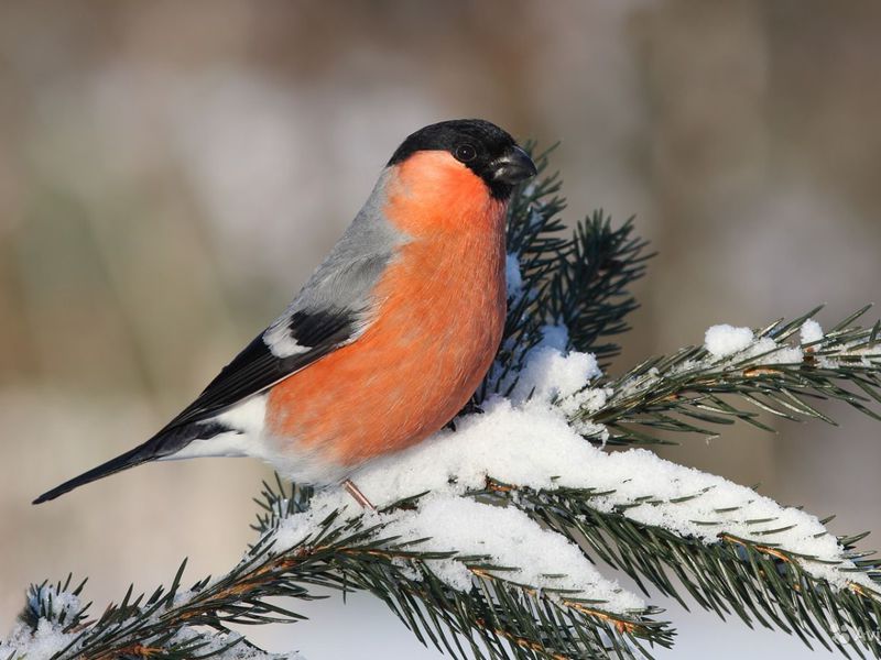 חוצצי שור בדרך כלל שוהים בלהקות קטנות. חוד שור מצוי