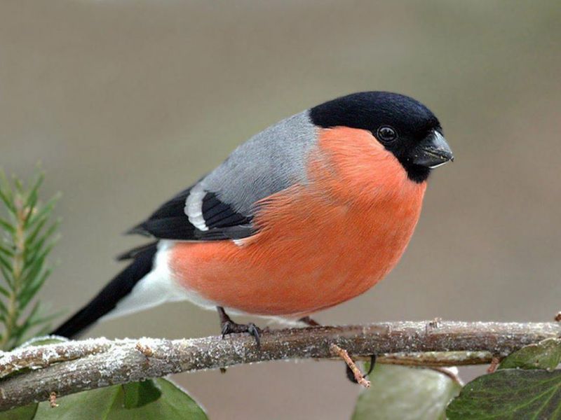 מה אוכל חצוצרן? חוצצי שור הם ציפורים אדומות חזה.