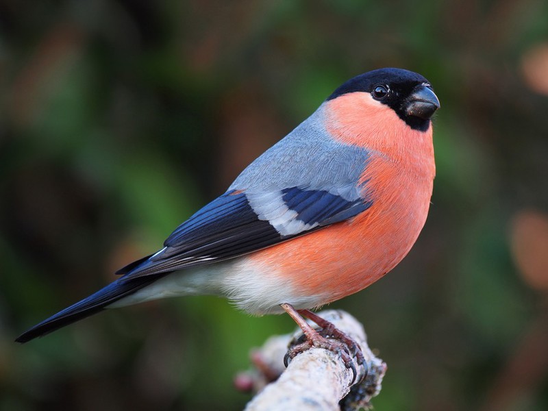 חוחית על עץ ליבנה חונכי שור בחורף