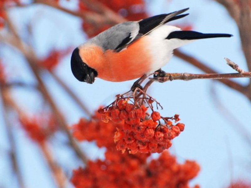 לאן עפים חופמי שור באביב? מאיפה מגיע שם הציפור?