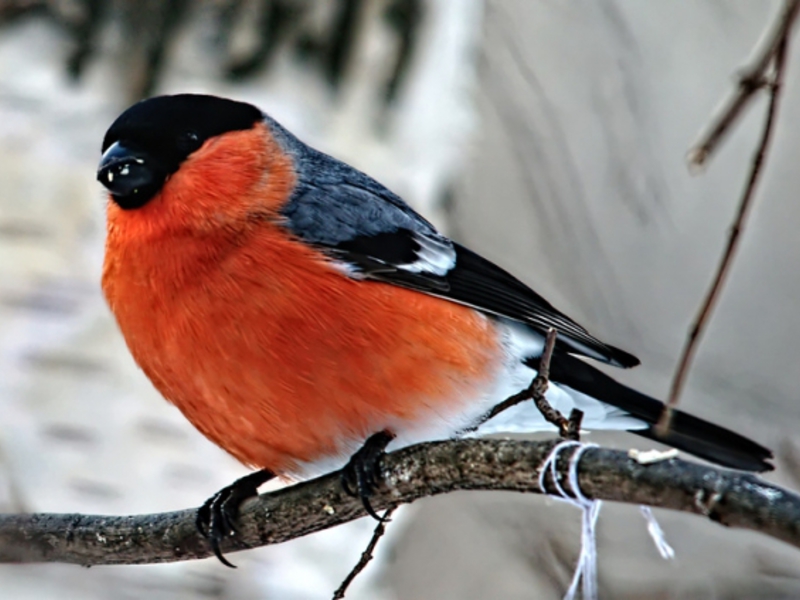 רבייה של בולפינקים איזה אורח חיים מנהל בולפין?