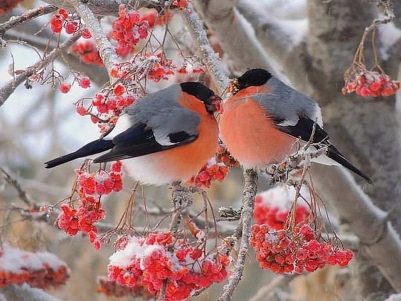 חוֹלֶקֶת מְצוּפָן חוחיות בלהקה