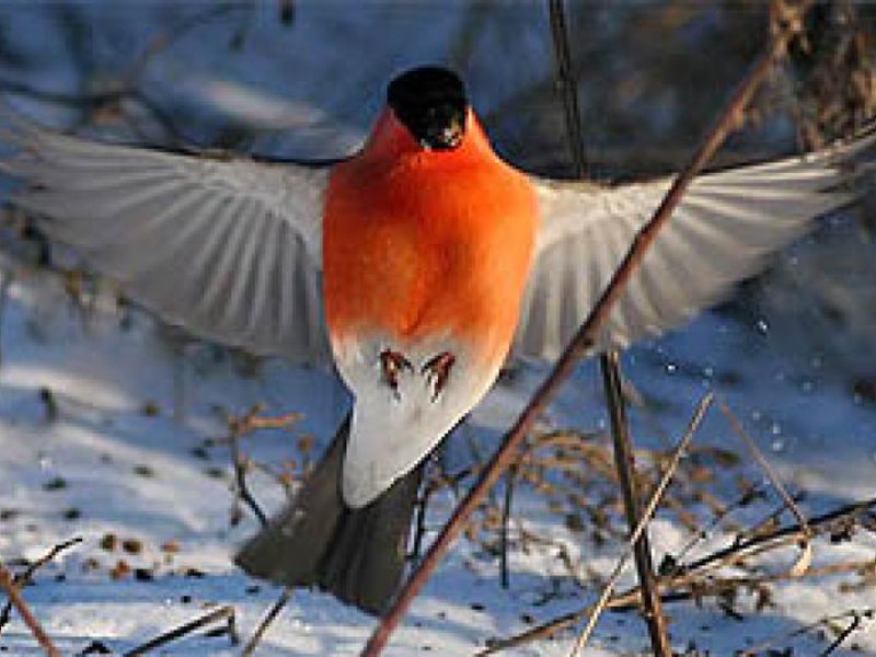 איך חיים בולפינקים? תיאור ציפור הבור-פינק