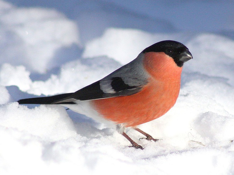 לאן עפים חופמי שור באביב? כיצד הבור-חיץ מתרבה?