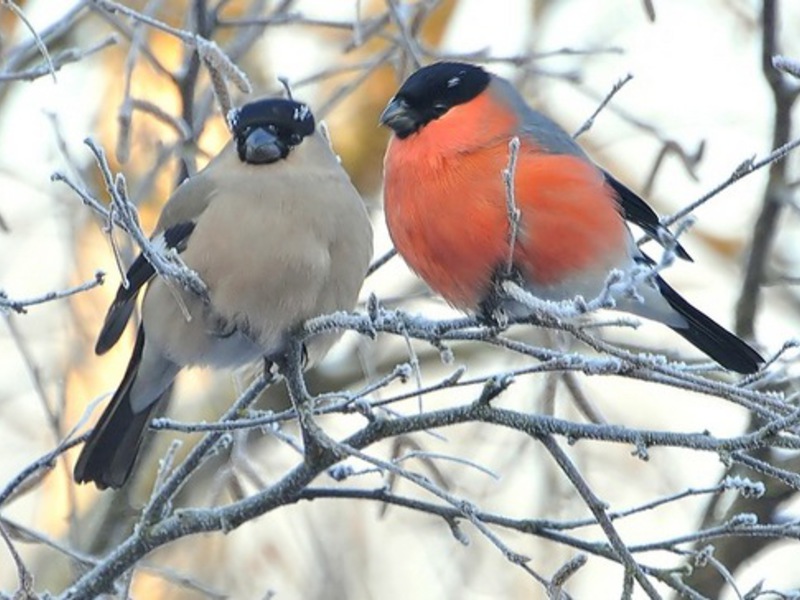 חוצצי שור בדרך כלל שוהים בלהקות קטנות. חוחיות וללהקותיהן