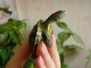 כמה עולים מחליקים אדומי אוזניים ואיך לבחור את הנכונים? מחירם של מחליקים אדומי אוזניים ותהליך הבחירה