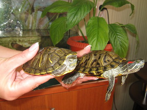 תיאור המראה והמבנה של מחליקים אדומי אוזניים