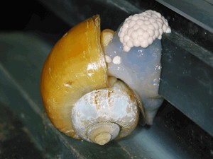 סוגי חלזונות באקווריום