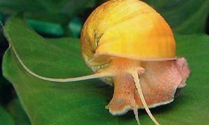 אמפולריה הוא חילזון צהוב לאקווריום.