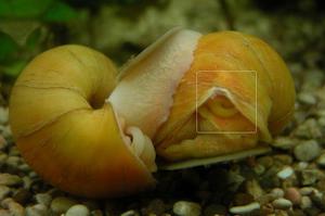 חילזון באקווריום