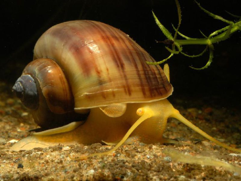 כמה זמן חילזון חי?