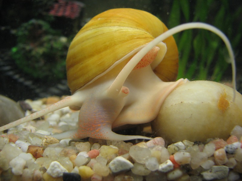 סוגי חלזונות לרבייה