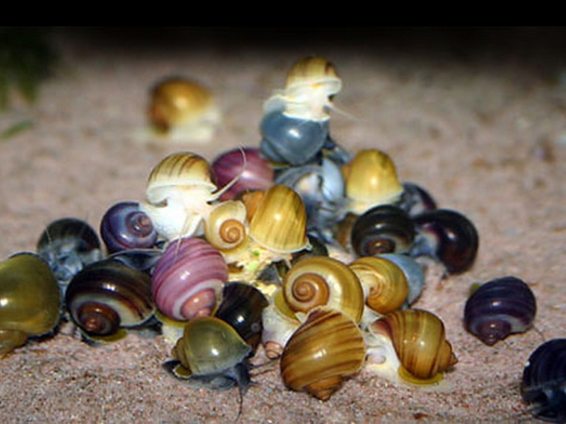 תיאור של חלזונות אקווריום