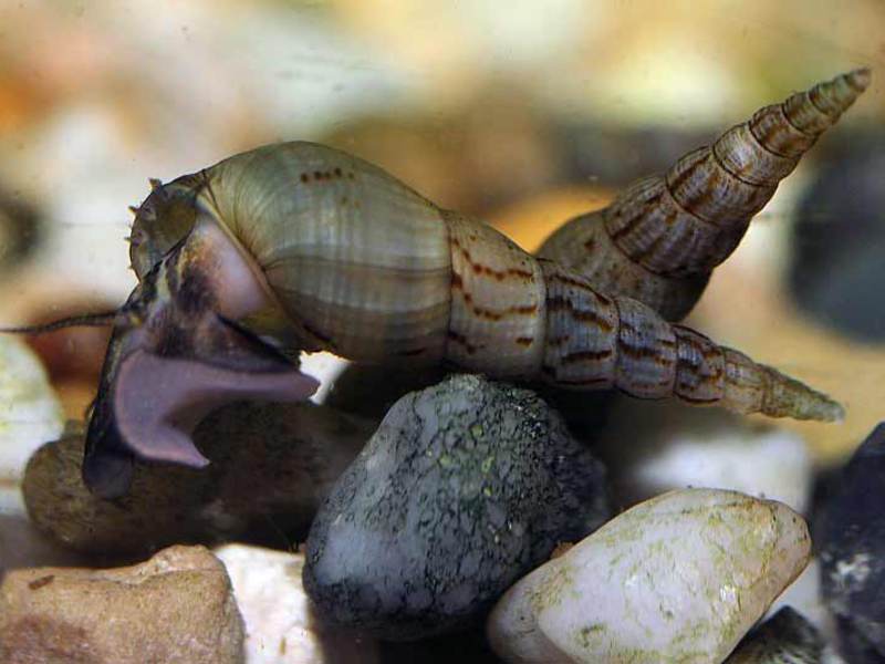 חילזון מלניה