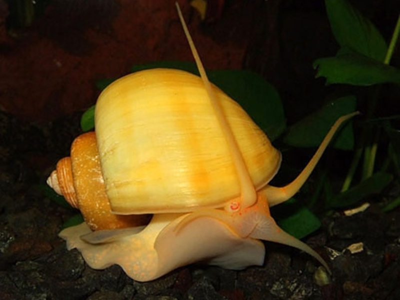 אמפולריה הוא חילזון צהוב לאקווריום.