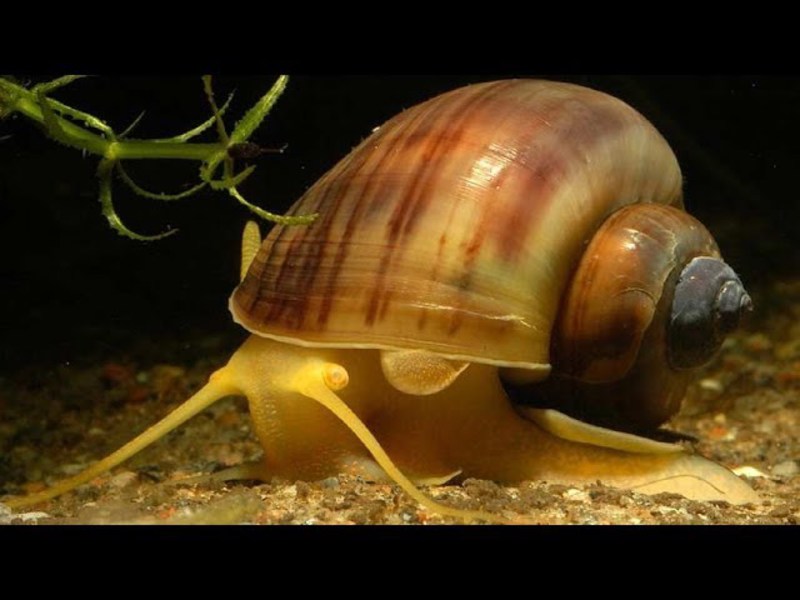 מהם התנאים לגידול חלזונות?