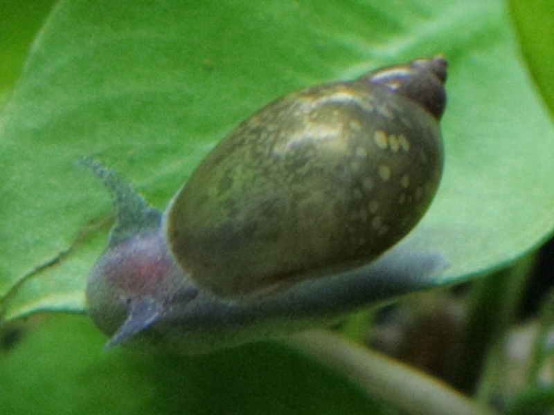 סוגי חלזונות לאקווריום