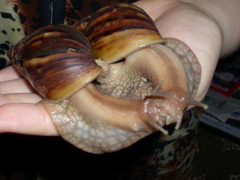 גידול חלזונות באקווריום