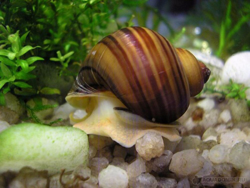 חלזונות אקווריום