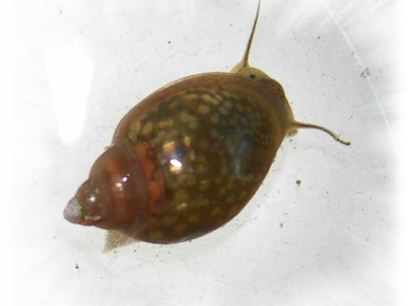 איך לגדל חלזונות