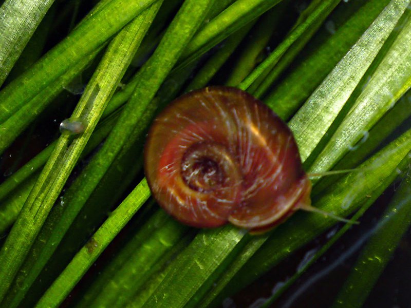 תיאור של חלזונות