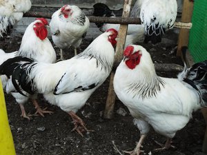 גזע של תרנגולות