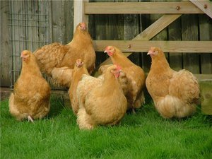 כיצד לבחור גזע תרנגולות לייצור ביצים