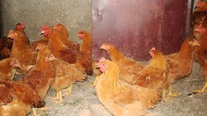 גידול גזעים מיוחדים של תרנגולות