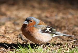האכלת ה"צ'פינץ'" הצ'פינץ' הוא ציפור שיר.