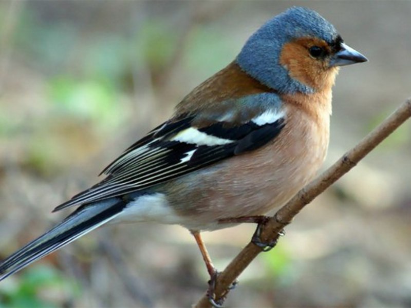 תיאור ציפור הפינץ' ציפור צ'פינק