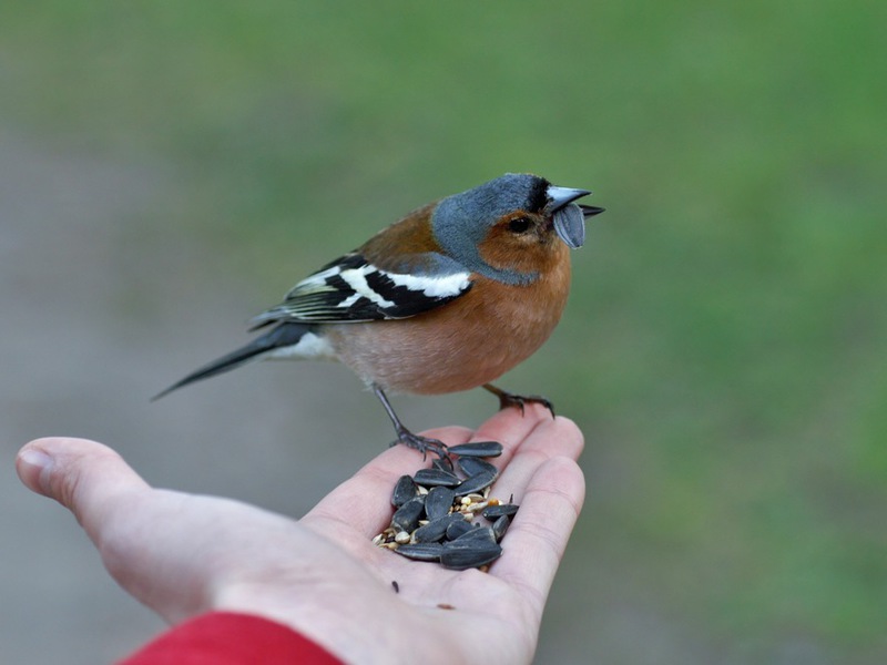 פינקים, זכר ונקבה פינק במראהו