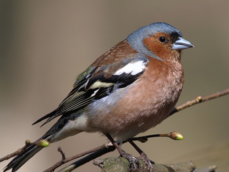 מה אוכל פינק? הפינק הנפוץ ביותר