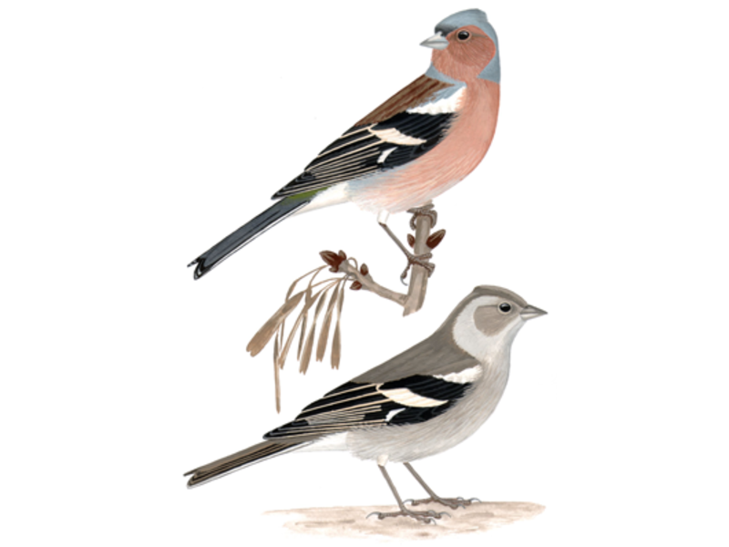 דוגמה של ציפור פינק איפה אפשר לראות פרושים?