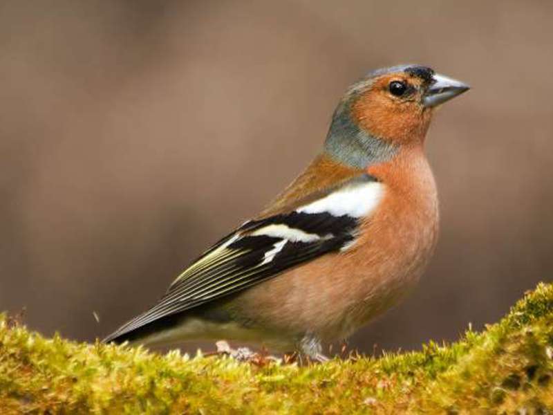 המראה של פרושים הצ'פינץ' הוא ציפור שיר.