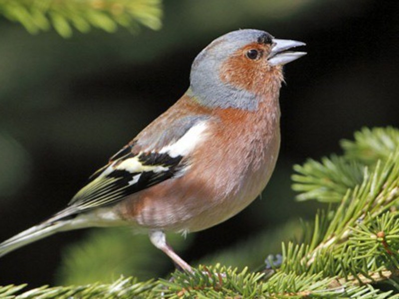 איך נראה פינק? זכר צ'פינק