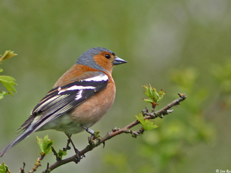 אורח החיים של הפרושים מה אוכל צ'פינק?