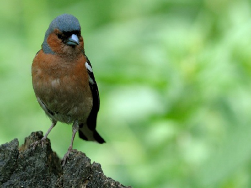 פינקים, זכר ונקבה תיאור ציפור הפינץ'