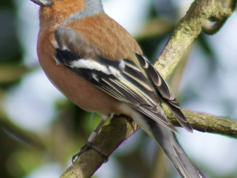 איך חי פינק? כיצד מתנהג פינק בשבי?