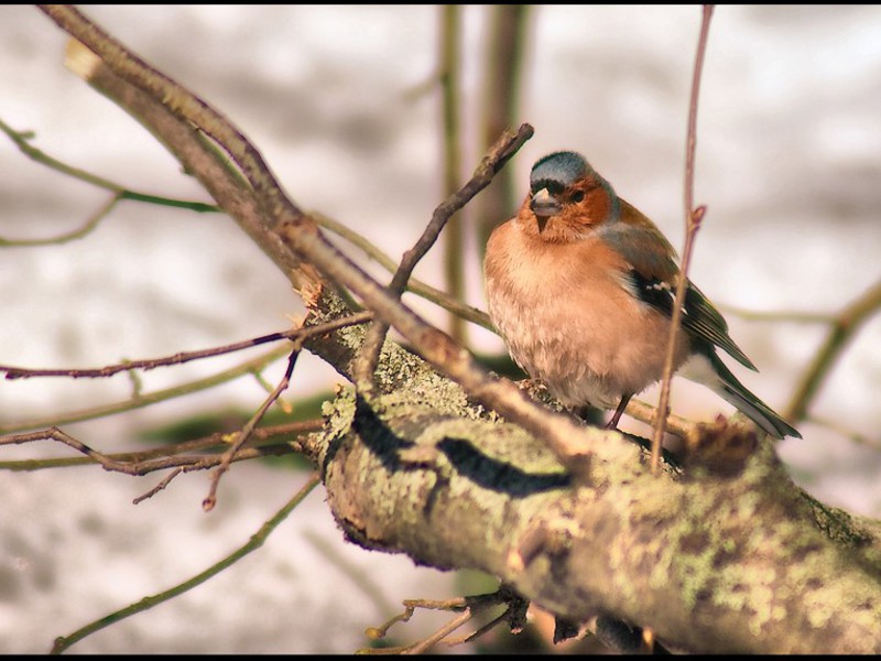 בית הגידול של הפרושים היכן גר הפינץ'?