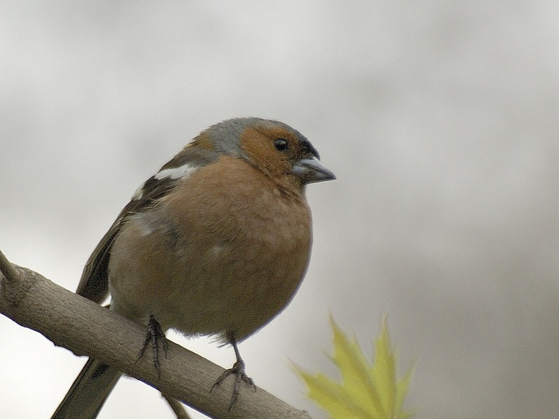 צ'פינק מצוי הפינק הנפוץ ביותר