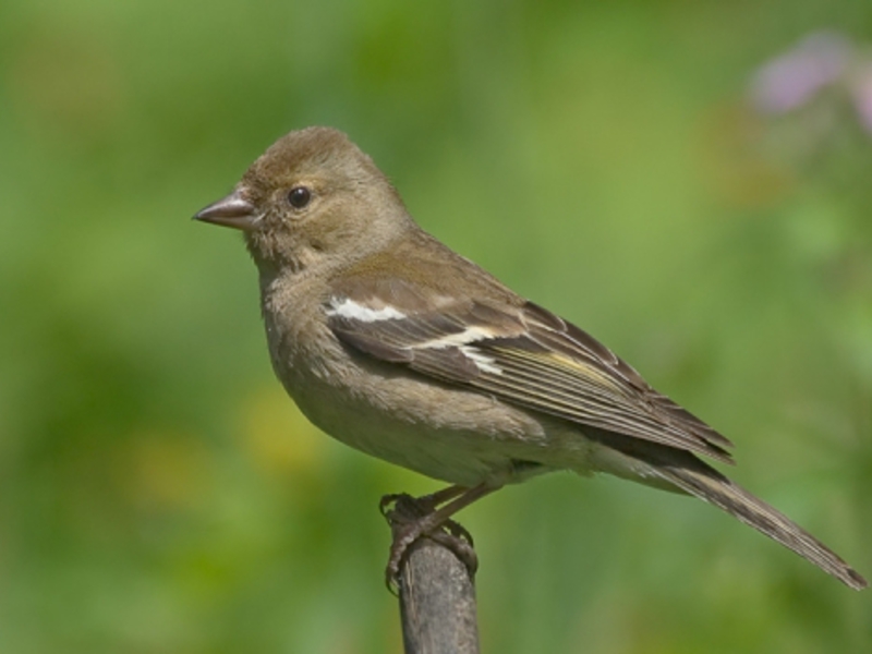 מה אוכל פינק? הצ'פינץ' הוא ציפור שיר.