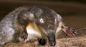 דסמן - תיאור ותמונה, היכן חיה החיה